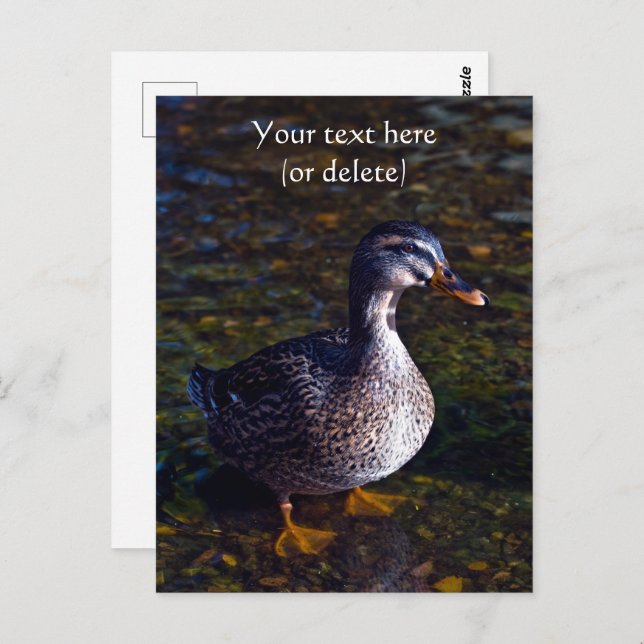 Mallard Duck Postcard (Front/Back)