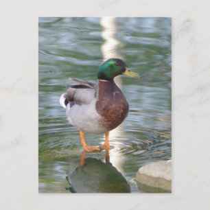 Mallard Duck Postcard