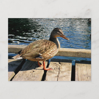 Mallard Duck Postcard