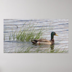 Mallard Duck Poster