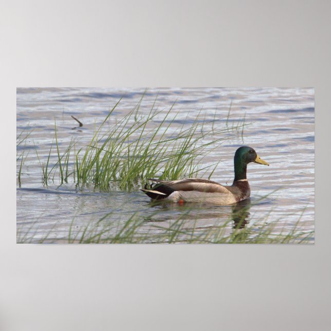 Mallard Duck Poster (Front)