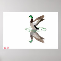 Mallard Duck Poster