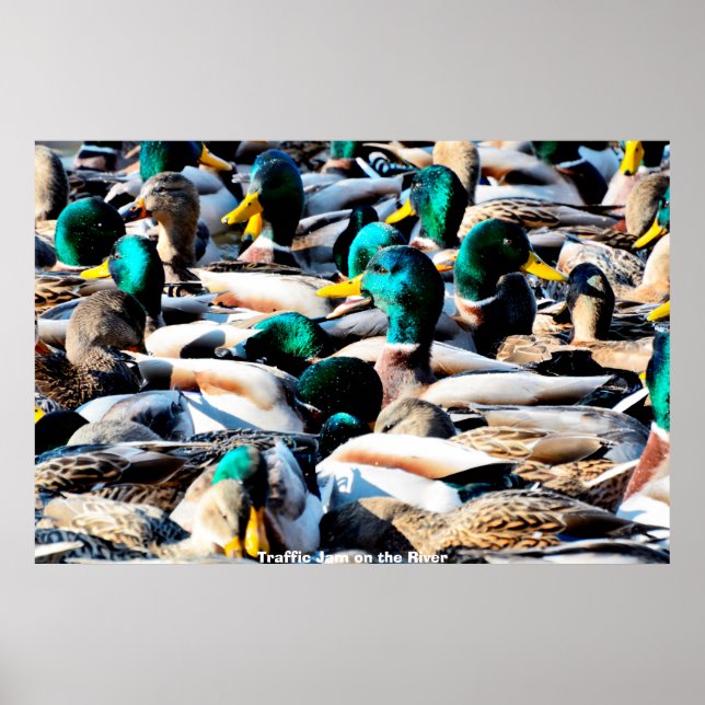 Mallard Duck Poster (Front)