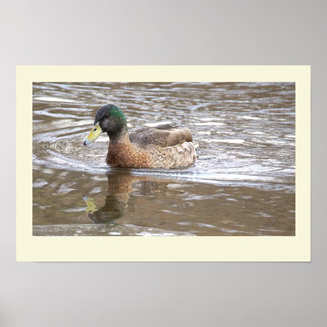 Mallard Duck Reflection Photo Poster (Front)