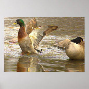 Mallard Duck Reflection Photo Poster
