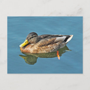 Mallard Duck, Roath Park Lake, Cardiff, Wales. Postcard