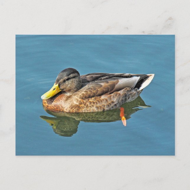 Mallard Duck, Roath Park Lake, Cardiff, Wales. Postcard (Front)