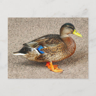 Mallard Duck. Roath Park Lake, Cardiff, Wales Postcard
