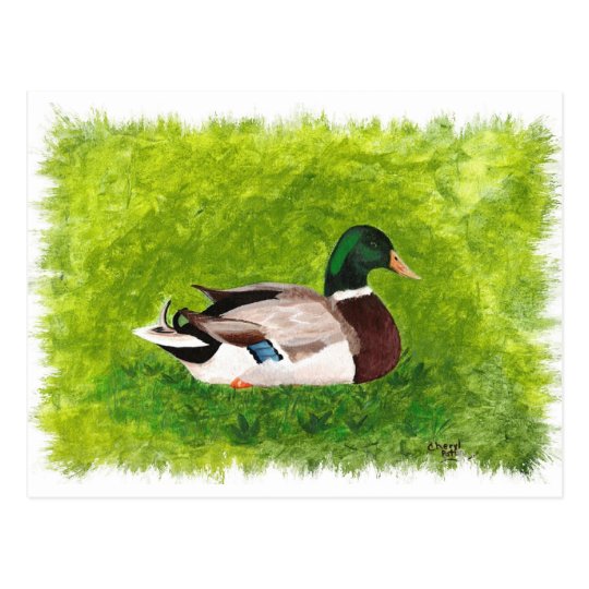 Mallard Duck Sitting in the Grass Postcards