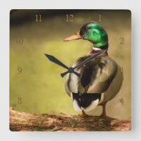 Mallard Duck