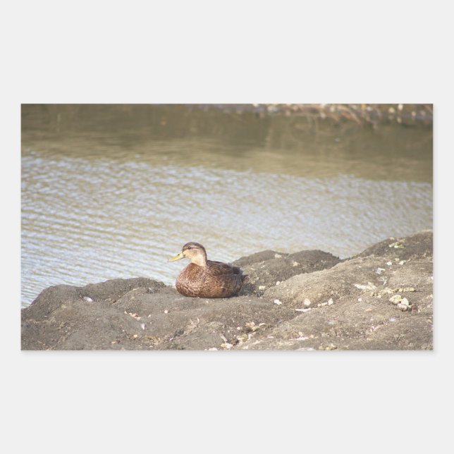 Mallard Duck Stickers (Front)