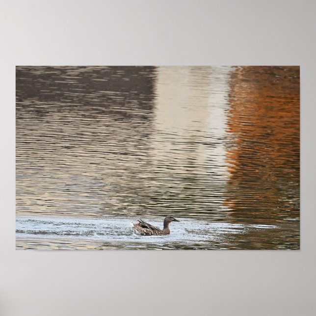 Mallard Duck Swimming Poster (Front)