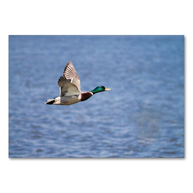 Mallard Duck Table Number (Front)
