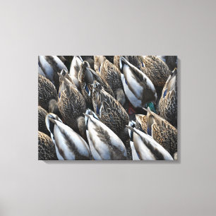Mallard duck tails canvas print