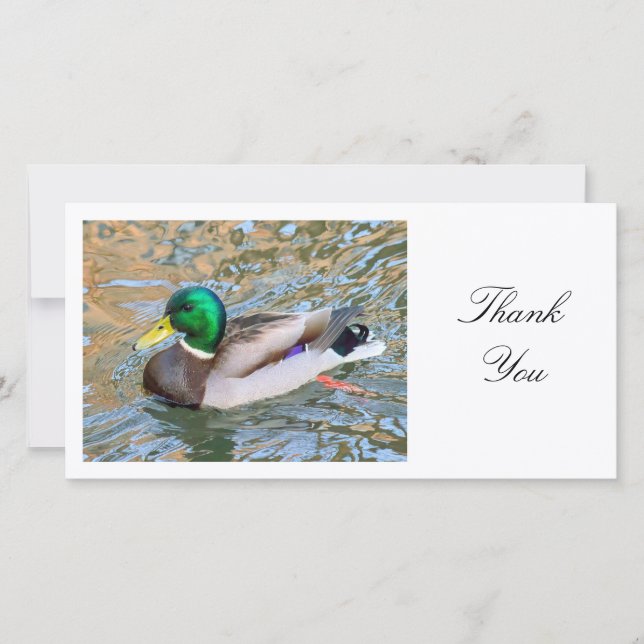 Mallard Duck - Thank You (Front)
