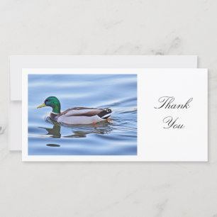 Mallard Duck - Thank You
