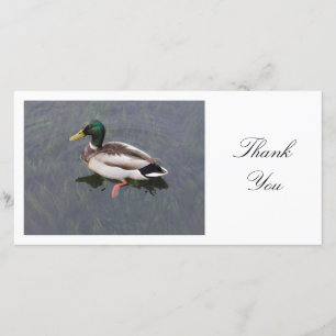 Mallard Duck - Thank You Card