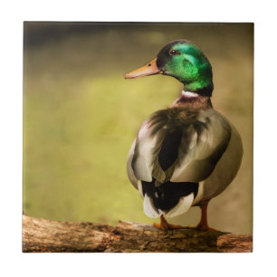 Mallard Duck Tile