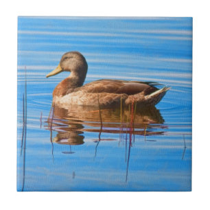 Mallard Duck Tile
