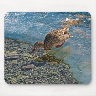 Mallard Duck Wildlife Photo for Bird-lovers Mouse Mat