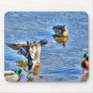 Mallard Duck Wildlife Photo for Bird-lovers Mouse Mat