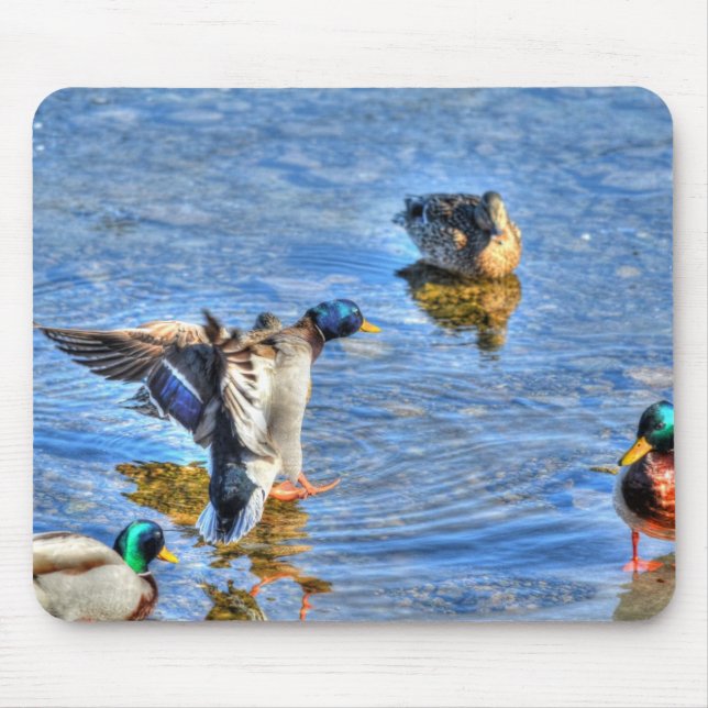 Mallard Duck Wildlife Photo for Bird-lovers Mouse Mat (Front)