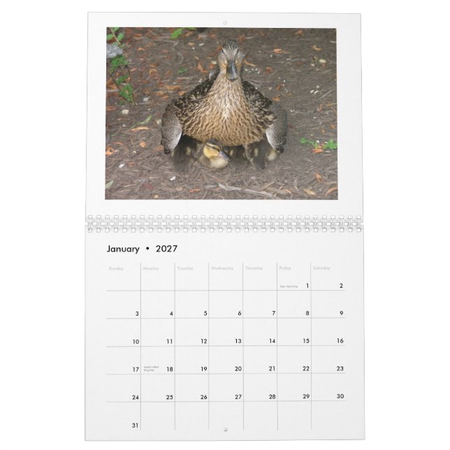 Mallard Duckings Calendar (Jan 2027)