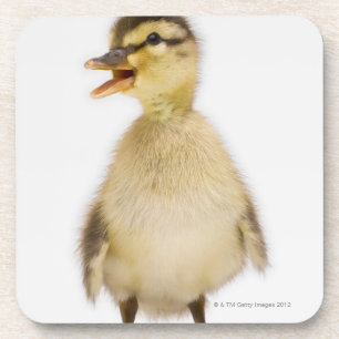Mallard duckling (Anas platyrhynchos) Coaster
