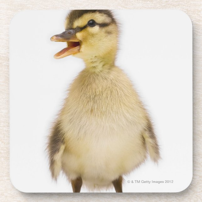 Mallard duckling (Anas platyrhynchos) Coaster (Front)