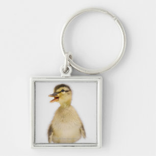 Mallard duckling (Anas platyrhynchos) Key Ring
