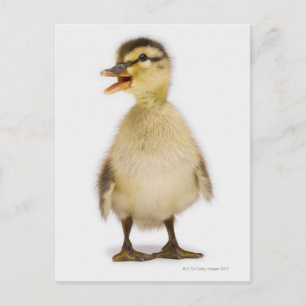 Mallard duckling (Anas platyrhynchos) Postcard