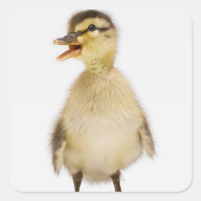 Mallard duckling (Anas platyrhynchos) Square Sticker (Front)