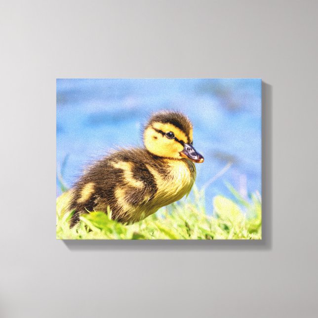 Mallard Duckling Canvas Print (Front)