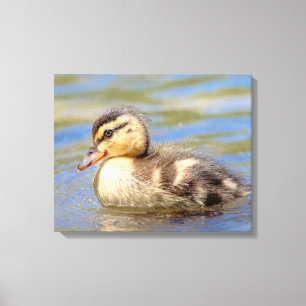 Mallard Duckling Canvas Print
