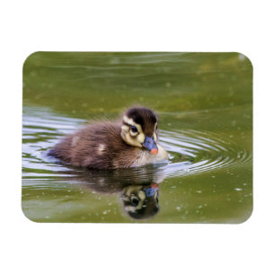 Mallard Duckling Magnet