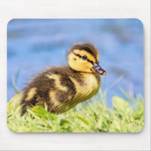 Mallard Duckling Mouse Mat