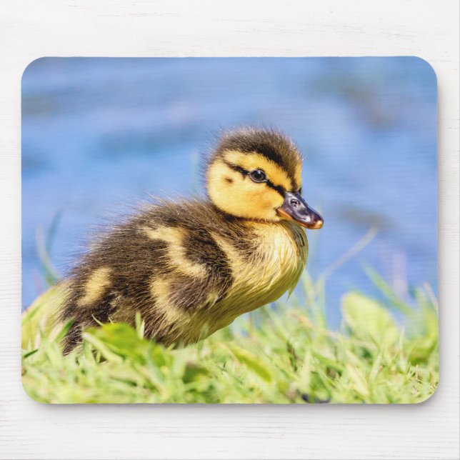 Mallard Duckling Mouse Mat (Front)