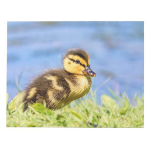 Mallard Duckling Notepad
