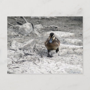 Mallard Duckling Photo Postcard