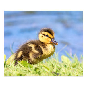 Mallard Duckling Photo Print