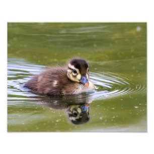 Mallard Duckling Photo Print