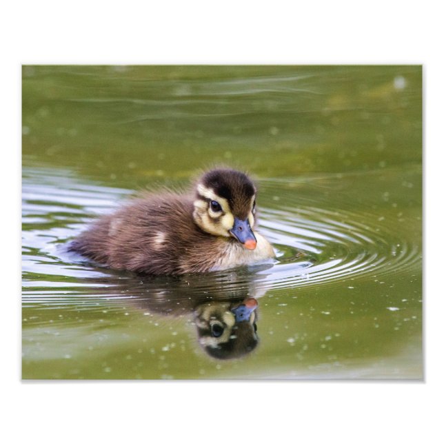 Mallard Duckling Photo Print (Front)