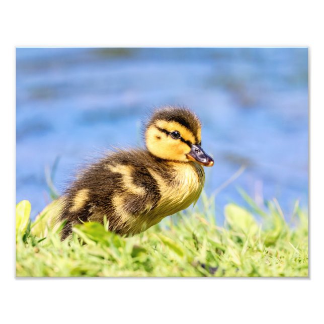 Mallard Duckling Photo Print (Front)