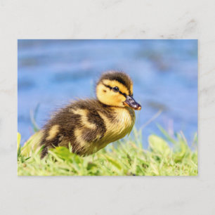 Mallard Duckling Postcard