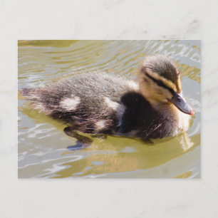 Mallard Duckling Postcard