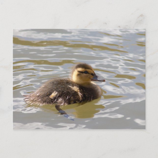 Mallard Duckling Postcard (Front)