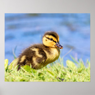 Mallard Duckling Poster