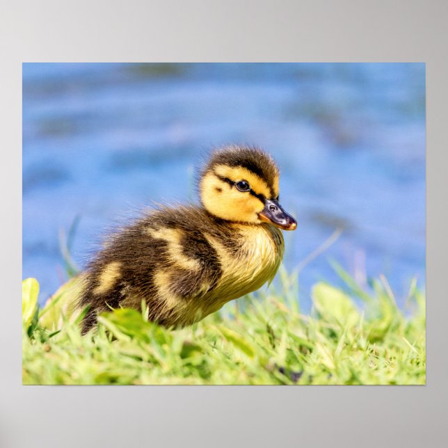 Mallard Duckling Poster (Front)