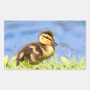 Mallard Duckling Rectangular Sticker