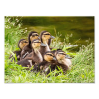 Mallard Ducklings